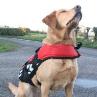 Ezy Dog Seadog Floatation Life Vest